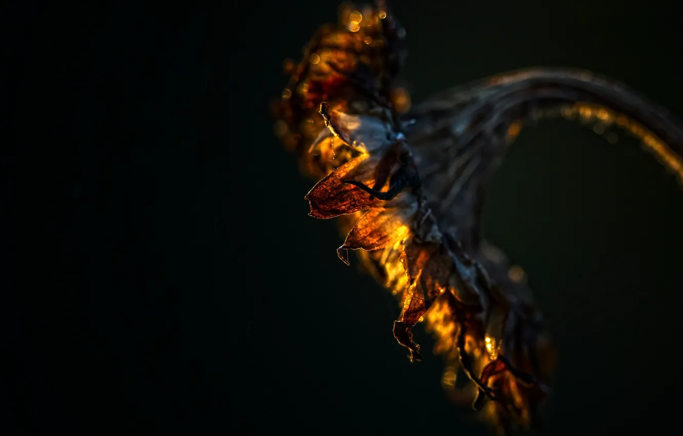 Photo wallpaper macro, sunflowers, nature