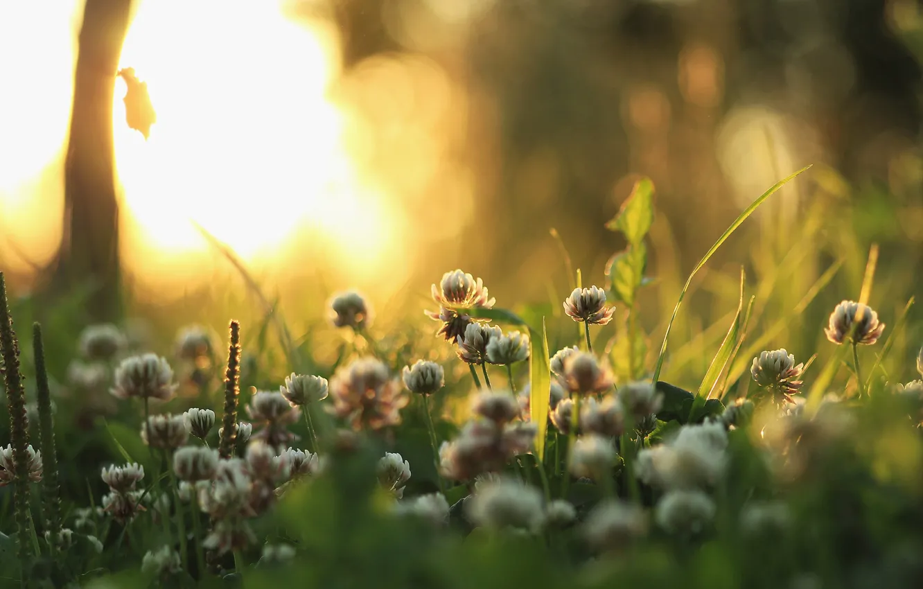 Photo wallpaper grass, light, nature, plants, morning, clover