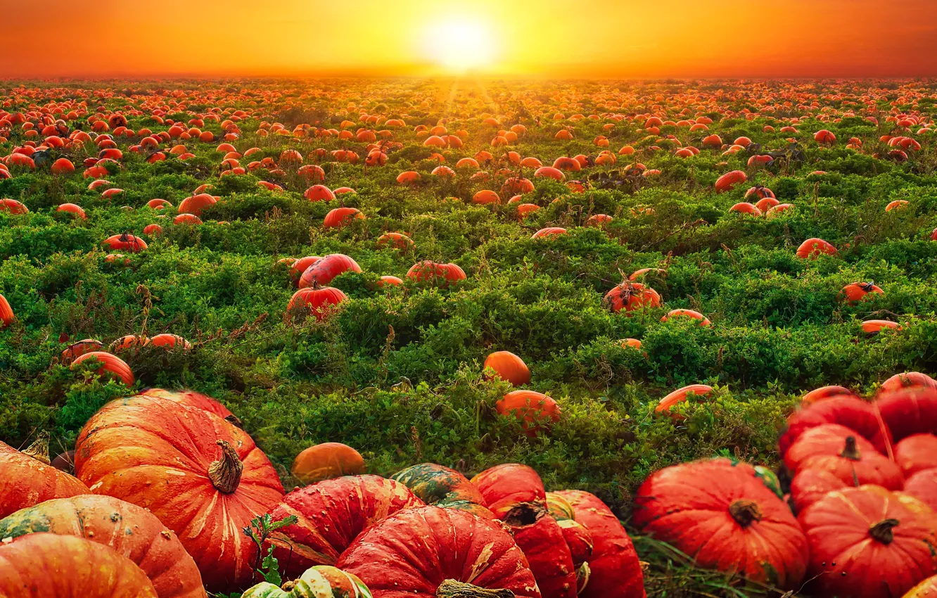 Photo wallpaper greens, field, autumn, the sky, the sun, light, sunset, orange