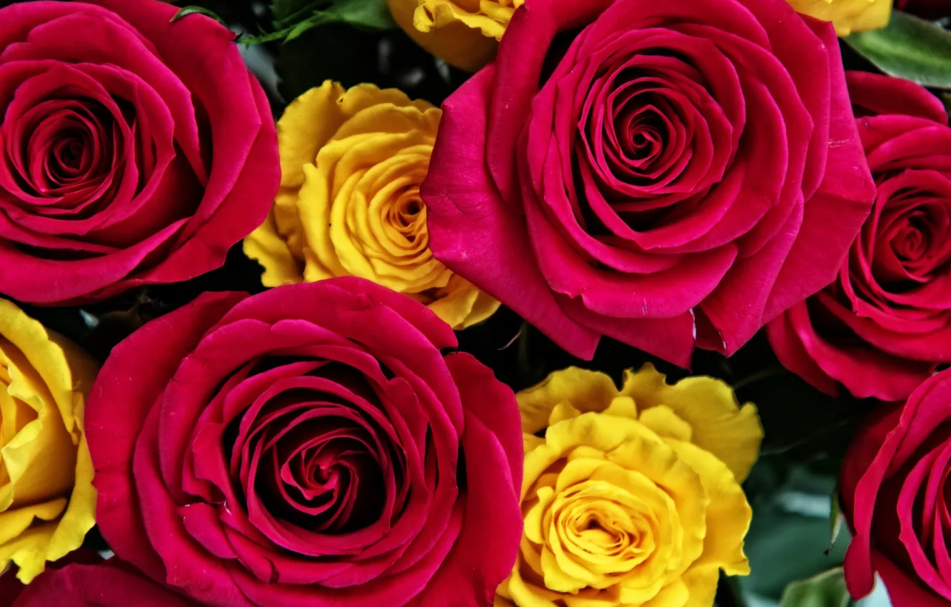 Photo wallpaper macro, roses, buds