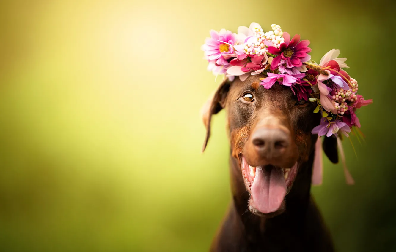 Photo wallpaper language, look, face, joy, flowers, background, portrait, dog