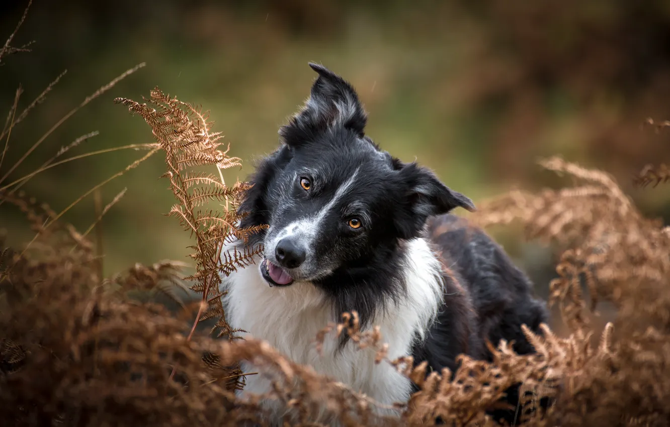 Photo wallpaper face, nature, portrait, dog, fern, the border collie