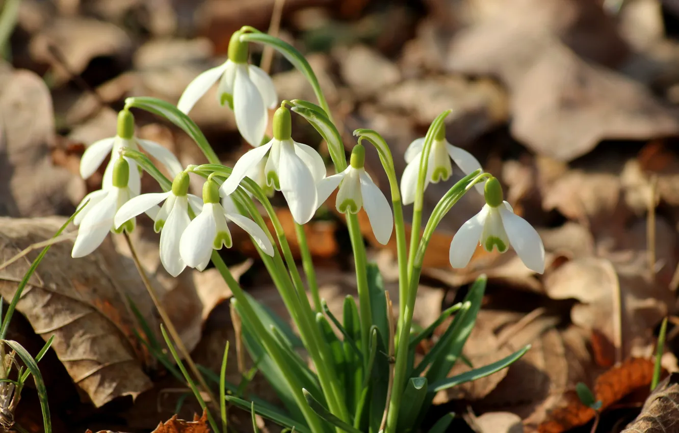 Photo wallpaper macro, light, flowers, foliage, spring, snowdrops, white, bokeh