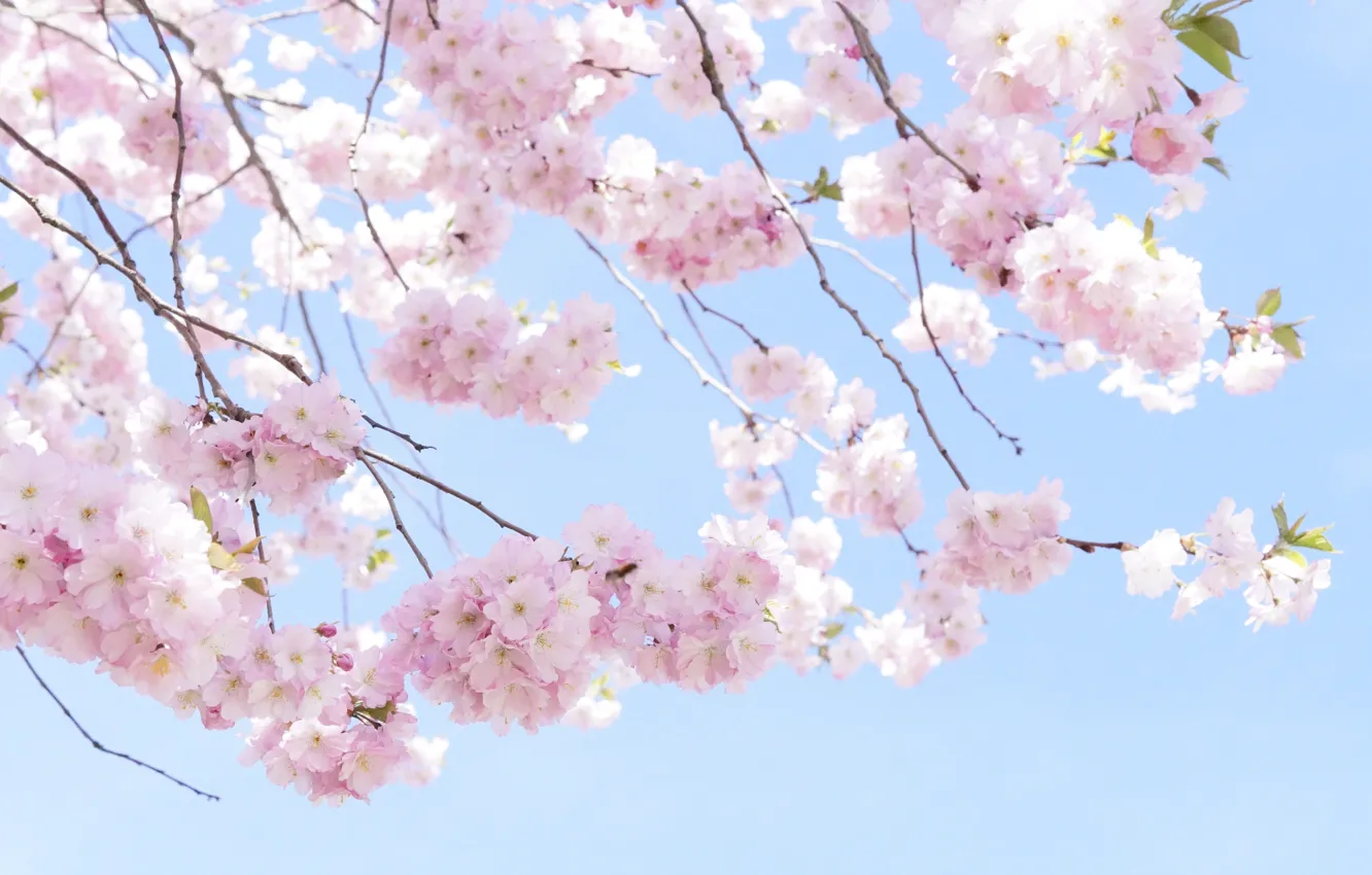 Photo wallpaper branches, cherry, tree, spring, Sakura, pink, tree, cherry