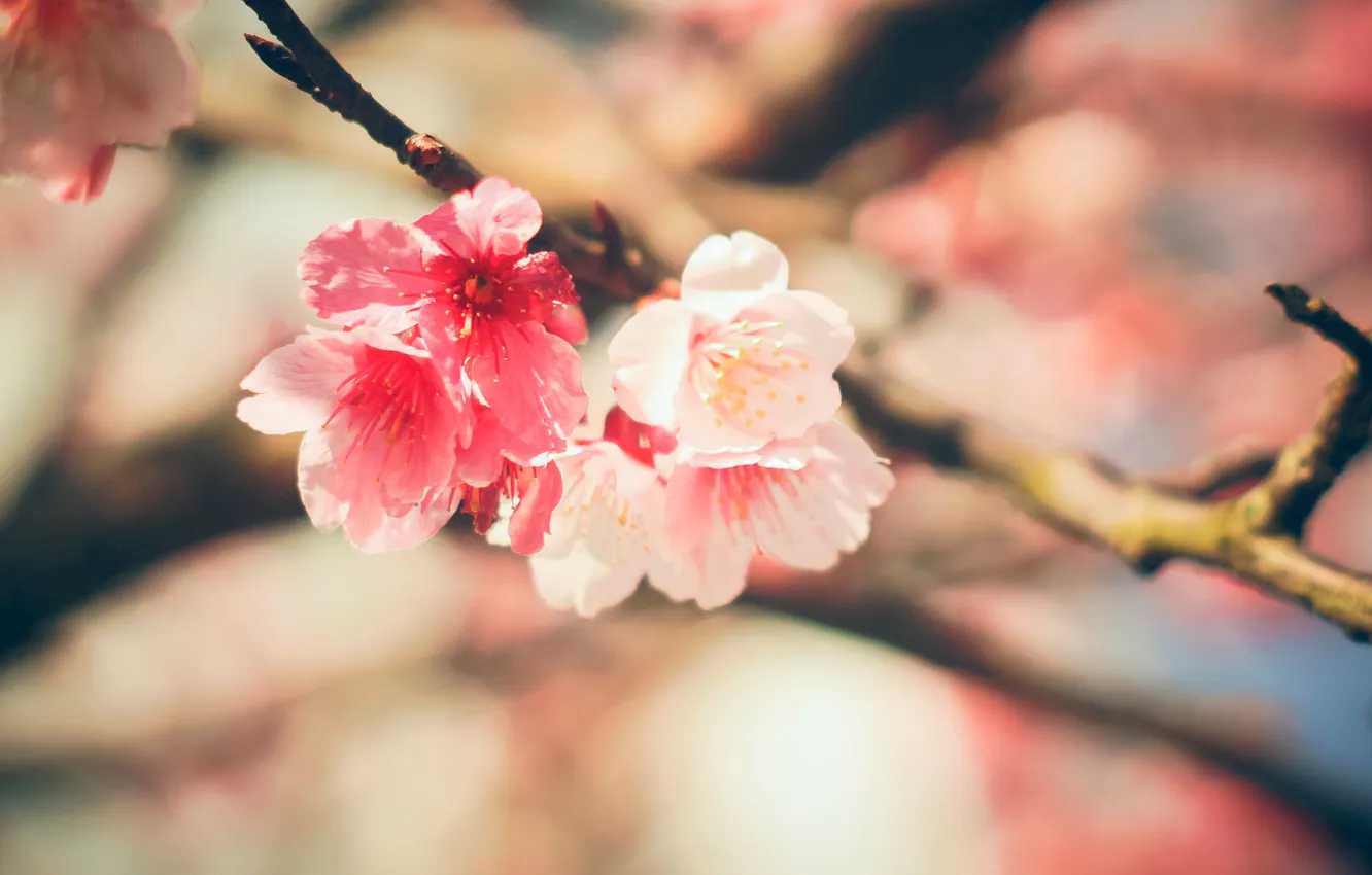 Photo wallpaper macro, flowers, branches, flower