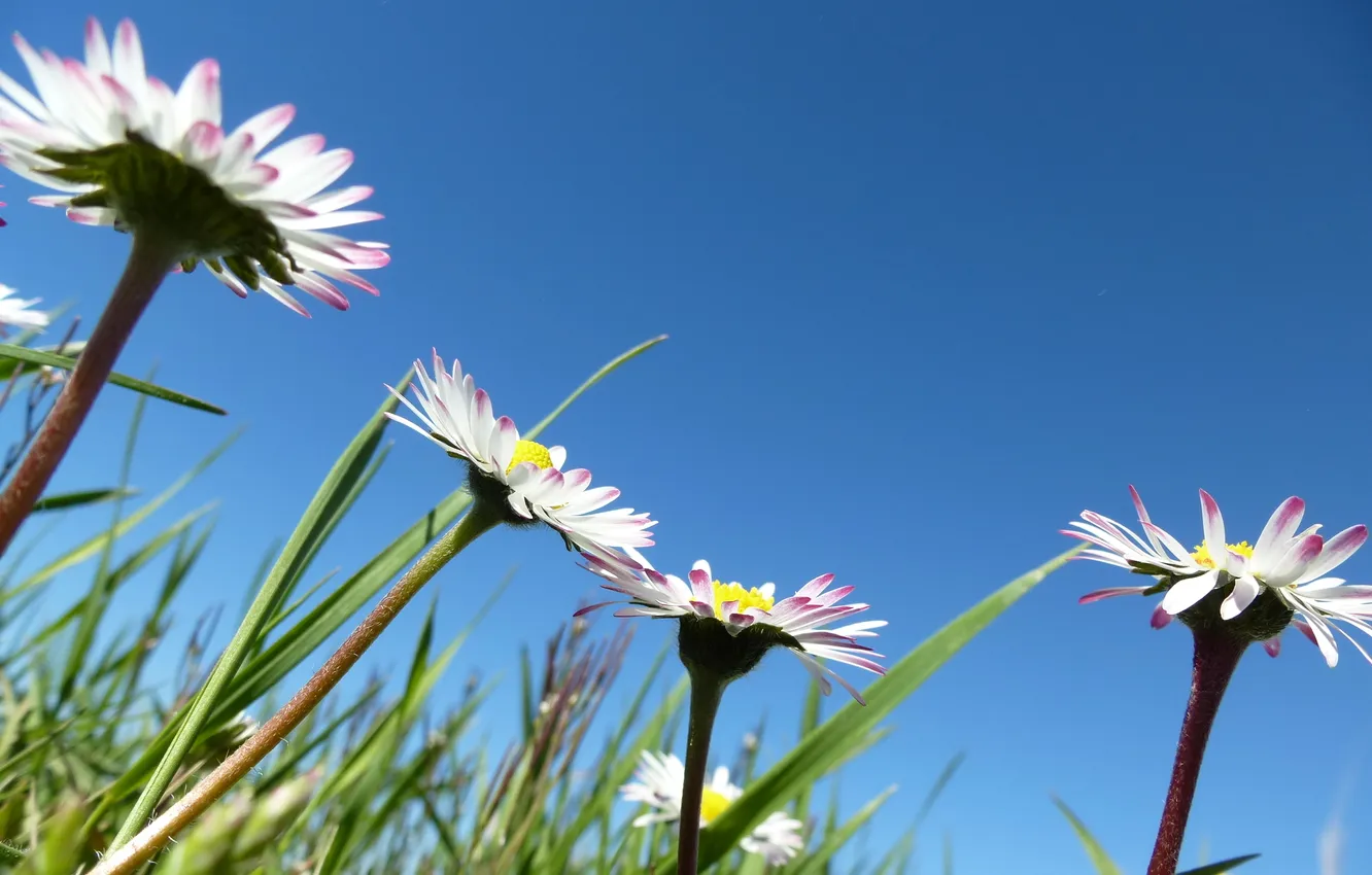 Photo wallpaper summer, the sky, grass, flowers