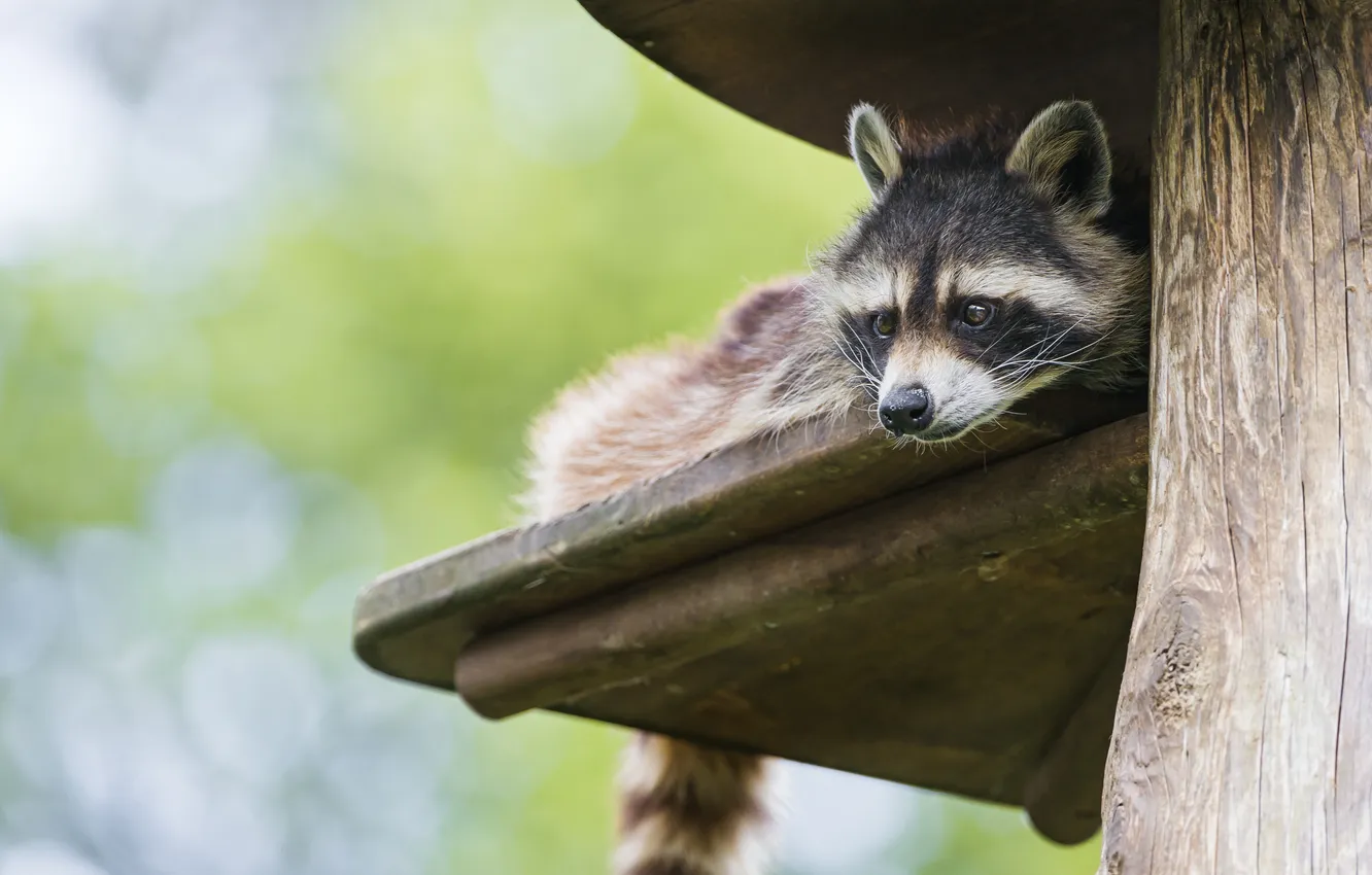 Photo wallpaper look, face, raccoon, ©Tambako The Jaguar