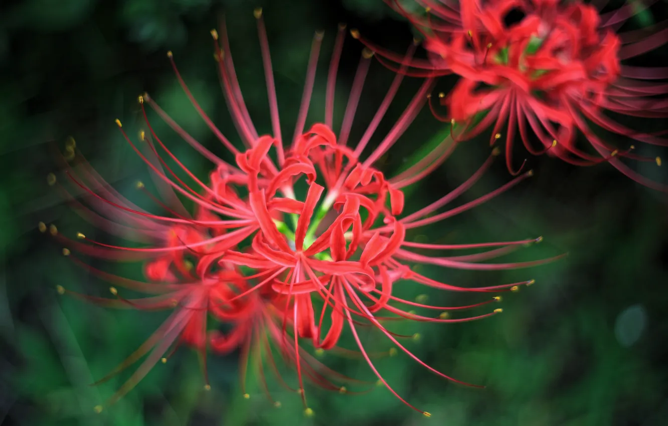 Photo wallpaper macro, flowers, red, petals, pistil