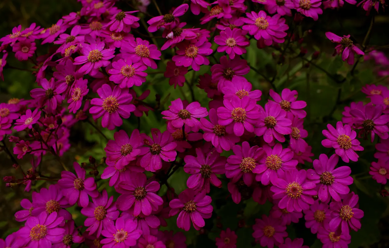 Photo wallpaper Flowers, flowers, dark pink, dark pink