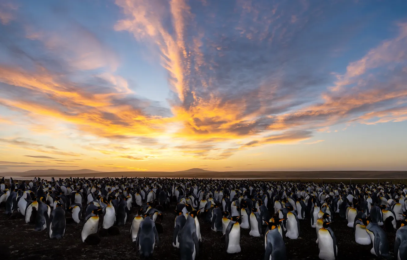 Photo wallpaper nature, penguins, Falkland Islands