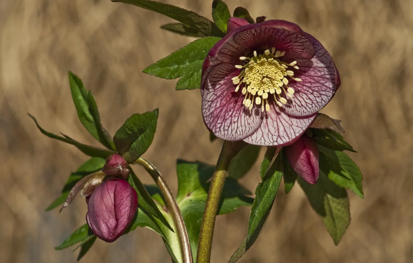 Photo wallpaper flowers, background, hellebore, Helleborus, buds