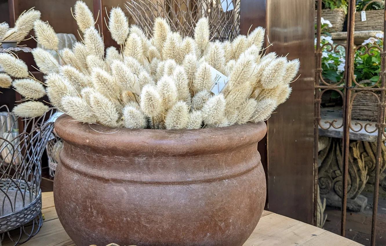 Photo wallpaper pot, dry grass, dry spikelets