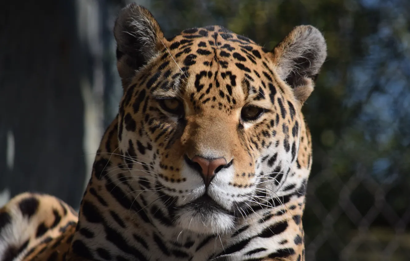 Photo wallpaper Cat, Jaguar, Face, Animal
