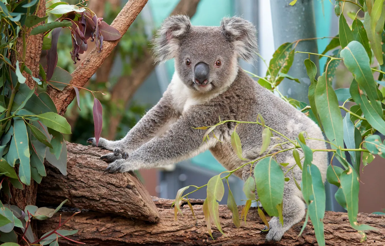Photo wallpaper leaves, trees, pose, log, stand, Koala