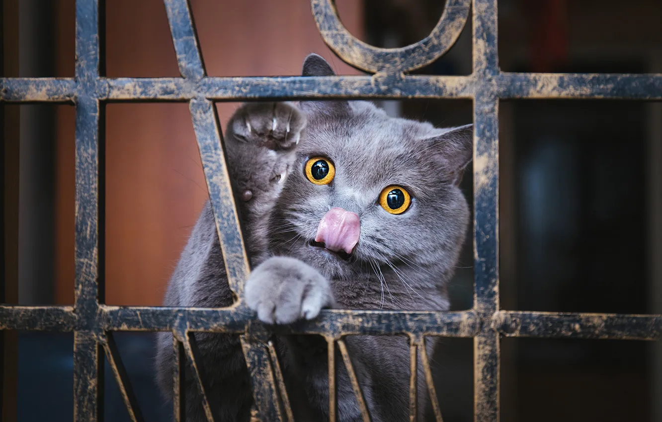 Photo wallpaper cat, cat, look, pose, face