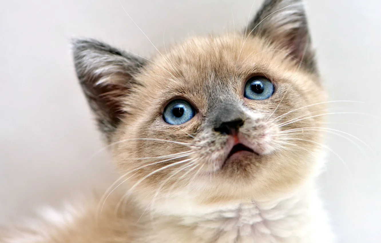 Photo wallpaper cat, eyes, look, kitty, background, portrait, muzzle, blue-eyed