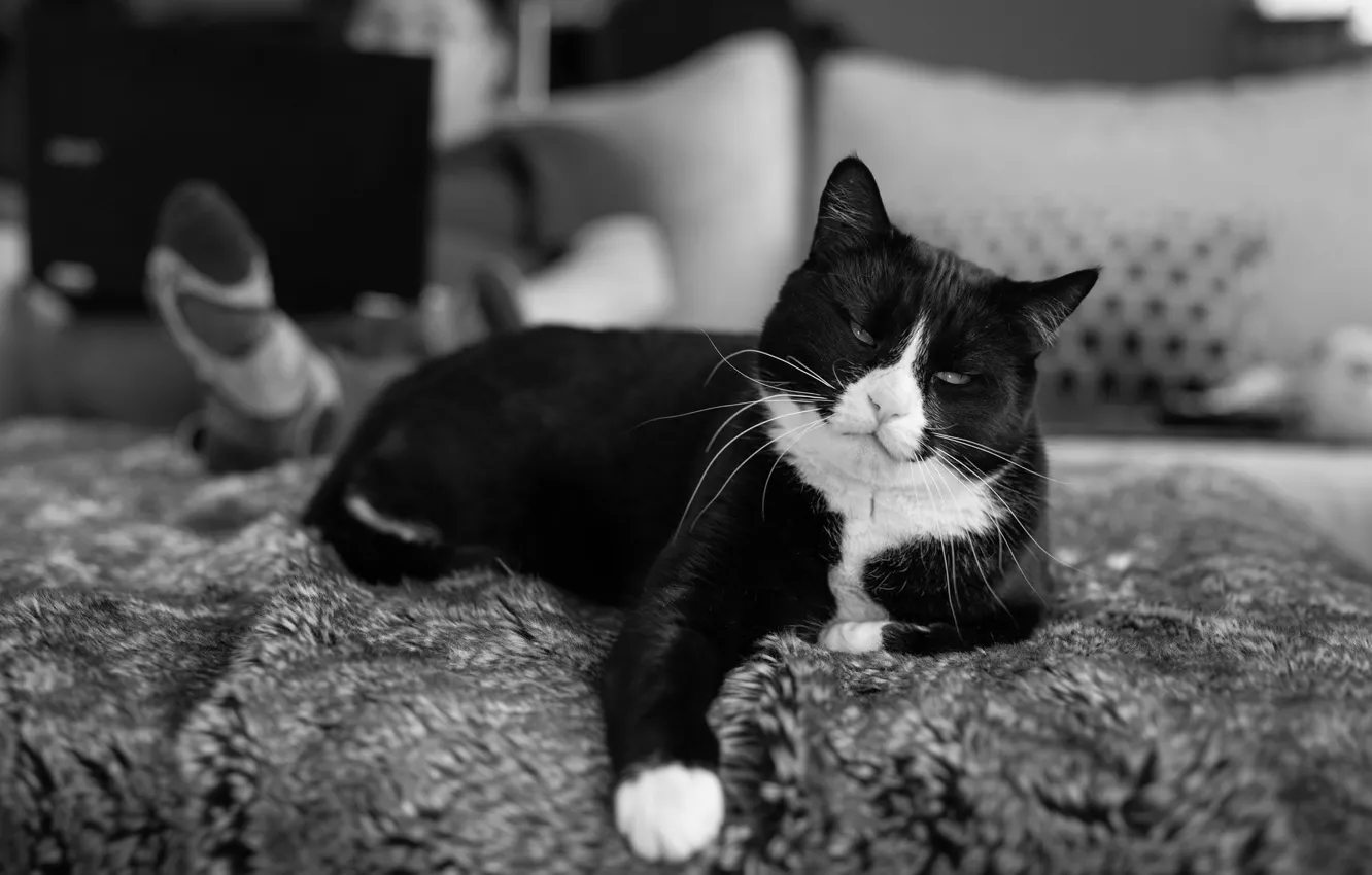 Photo wallpaper cat, cat, stay, black, bed, lies, black and white, fur