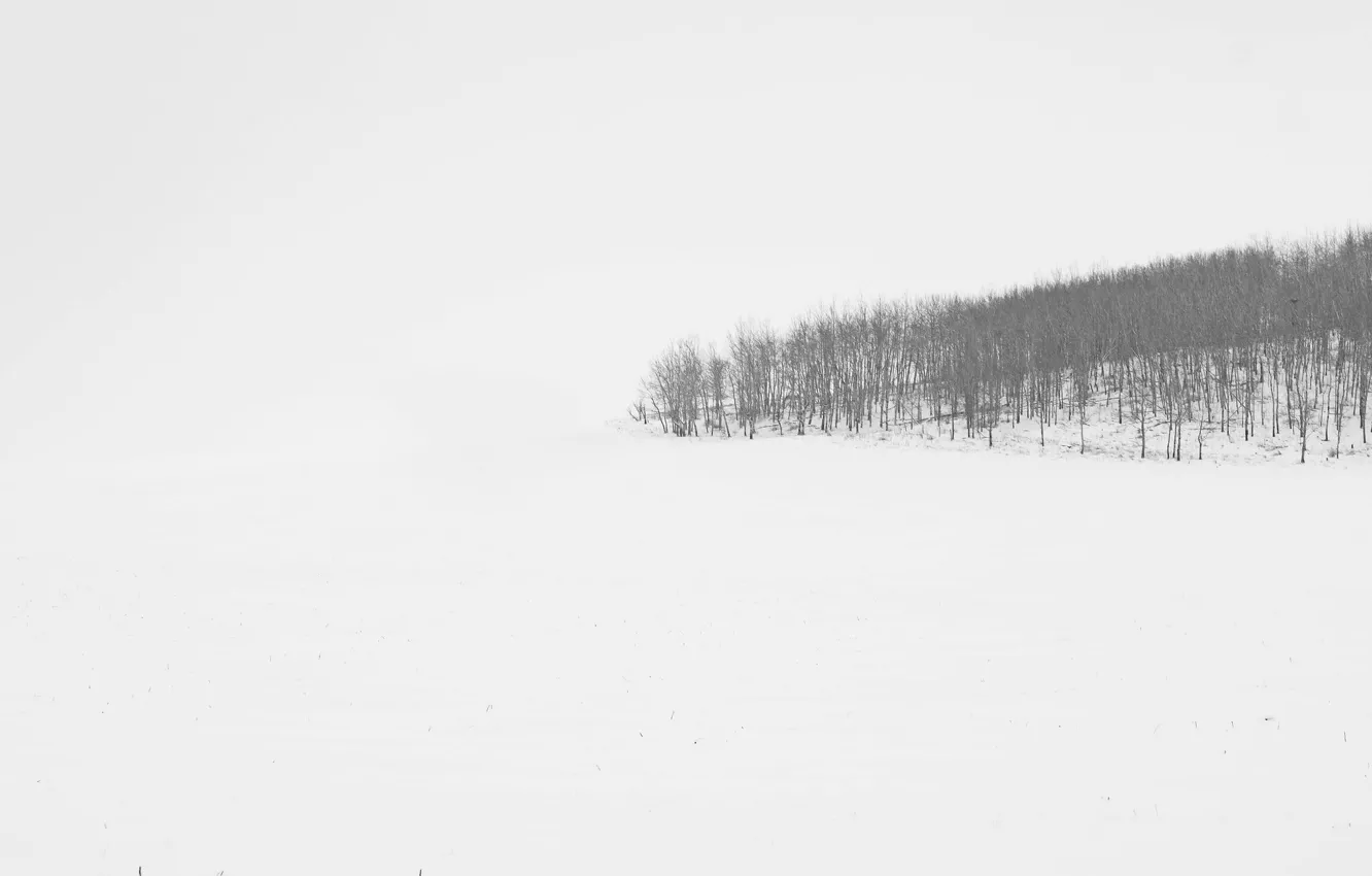 Photo wallpaper field, forest, fog