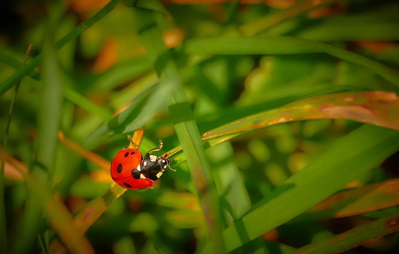 Photo wallpaper macro, background, ladybug, beetle