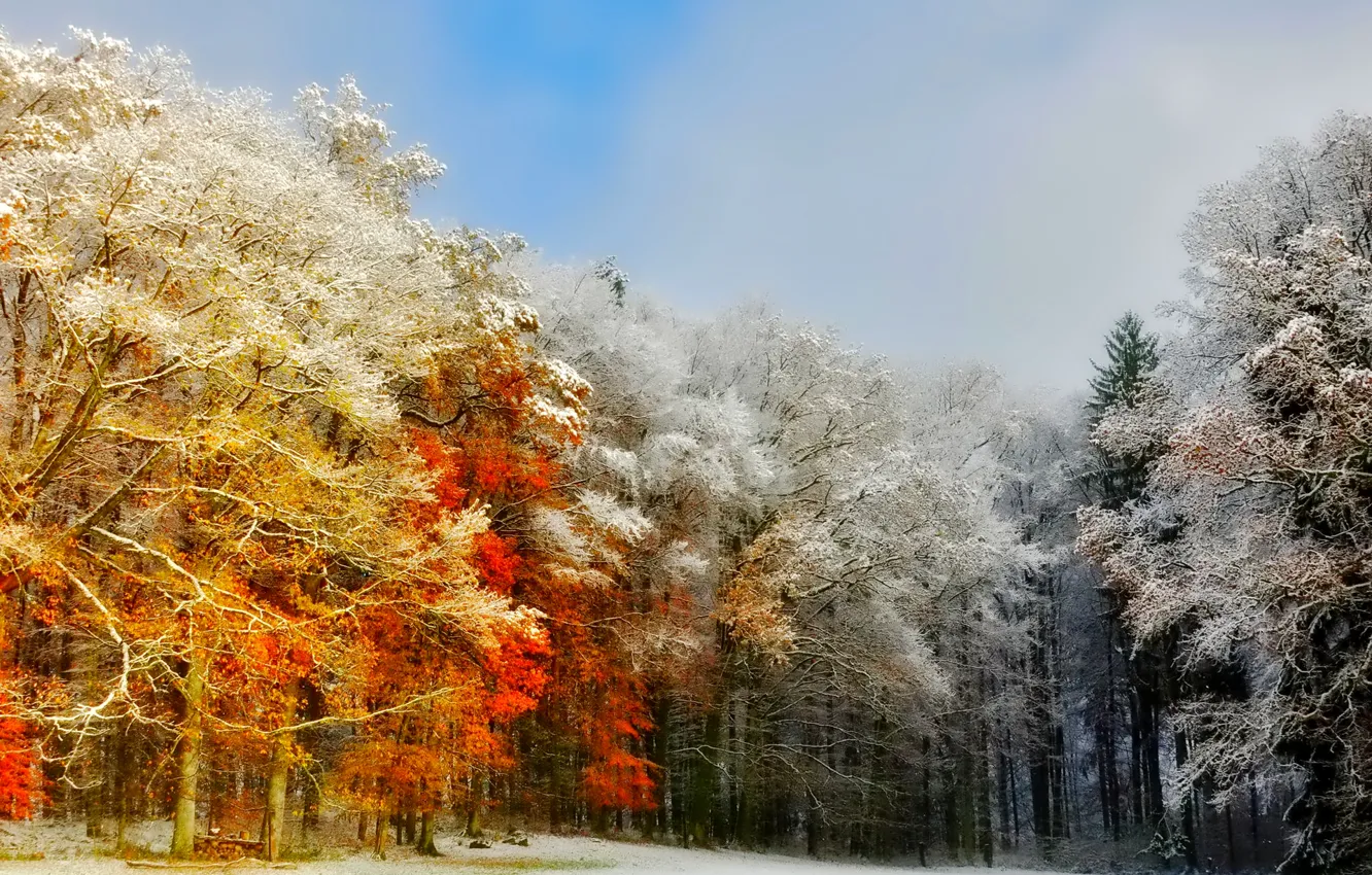 Photo wallpaper frost, autumn, forest, the sky, trees