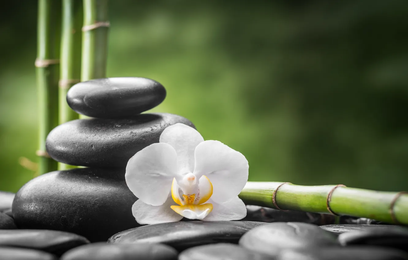 Photo wallpaper flowers, stones, bamboo, Orchid