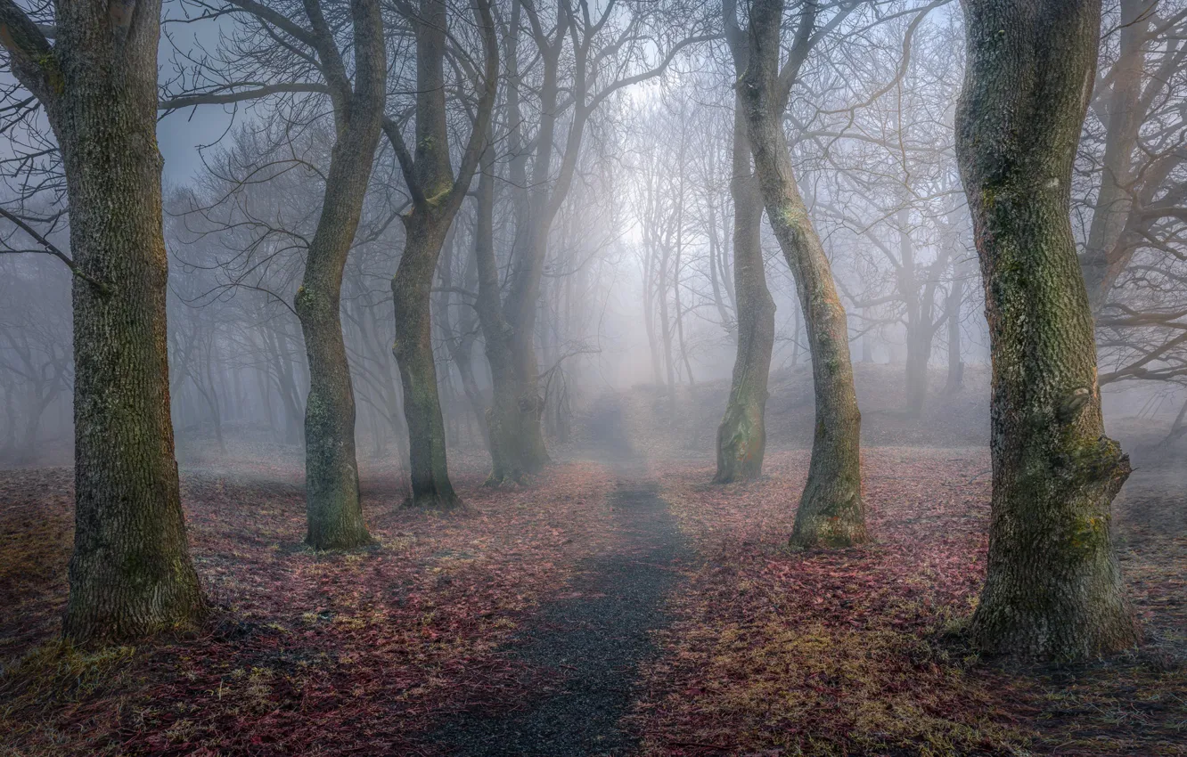 Photo wallpaper autumn, trees, nature, trail, haze