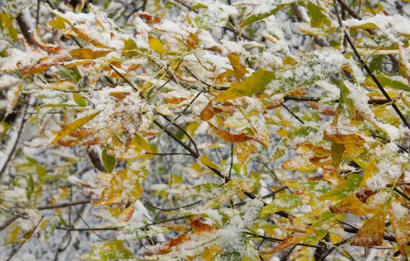 Photo wallpaper autumn, leaves, snow, branches, nature, widescreen, plant, wallpaper
