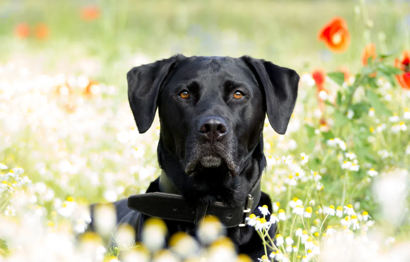 Photo wallpaper summer, Maki, chamomile, dog, Labrador, Retriever