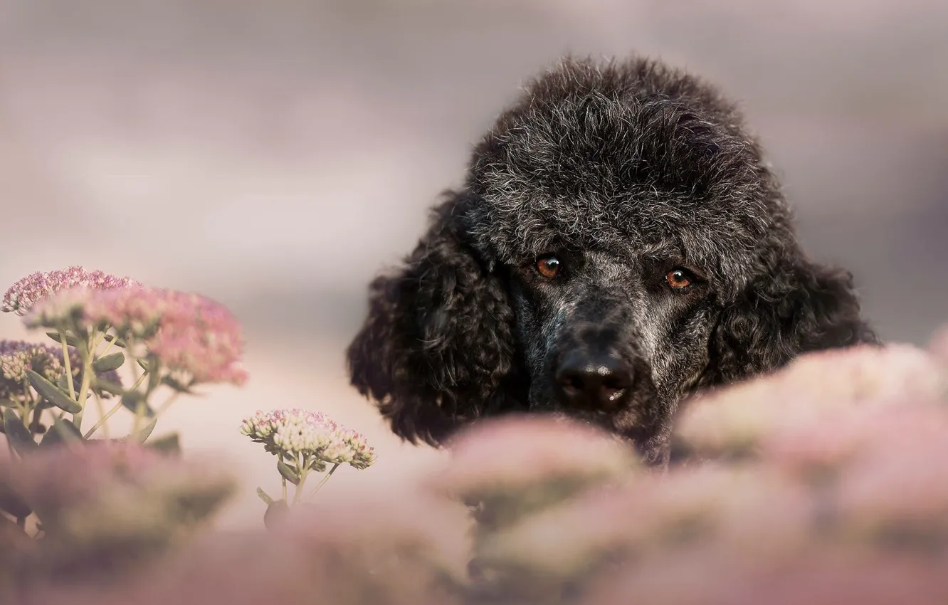 Photo wallpaper look, flowers, grey, background, portrait, dog, pink, face