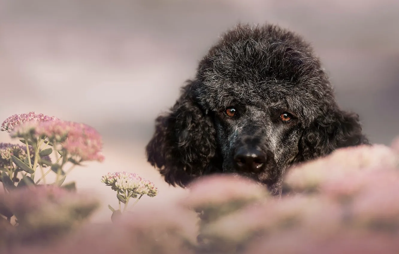 Photo wallpaper look, flowers, background, portrait, dog, pink, grey, face