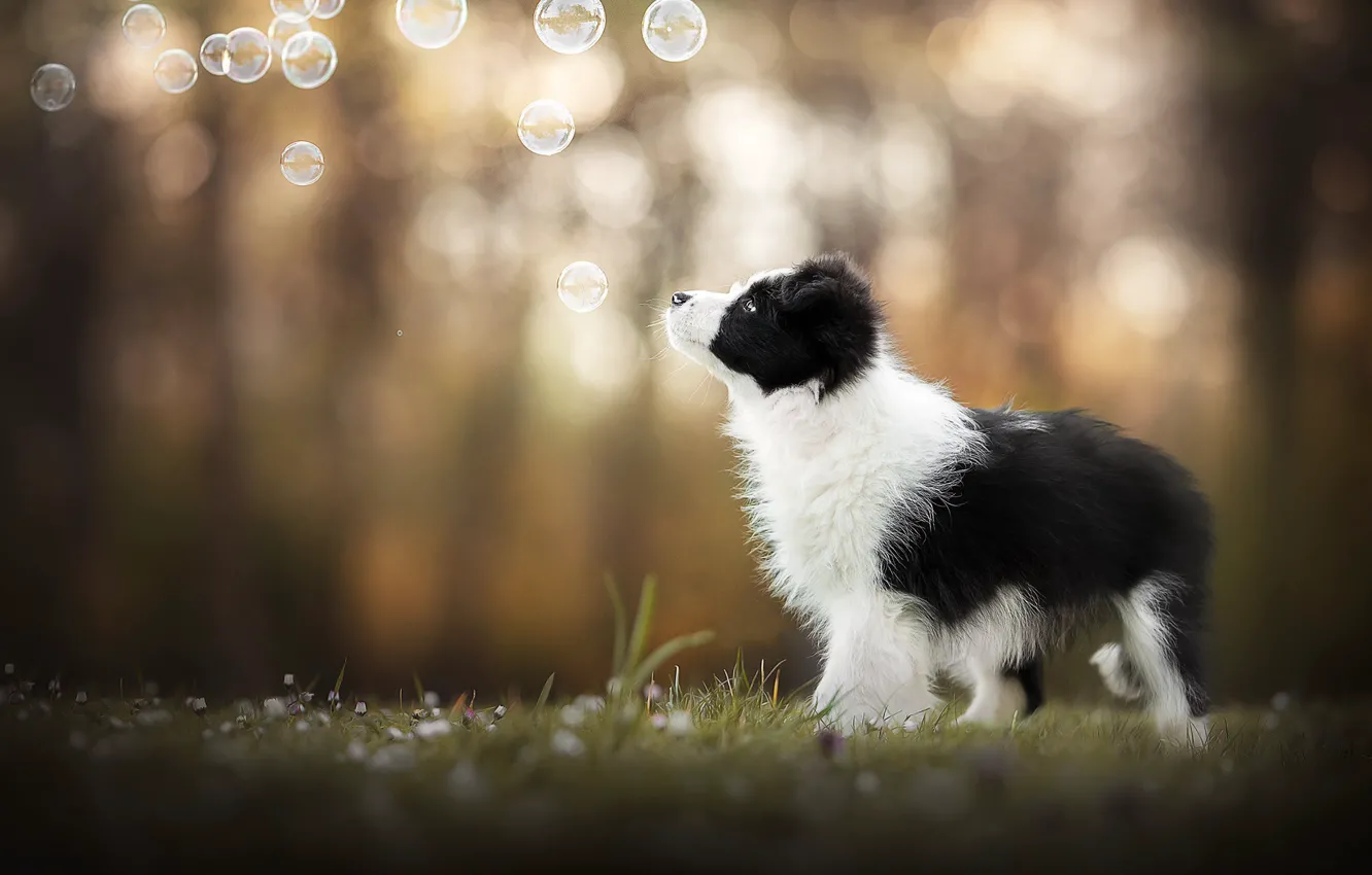 Photo wallpaper dog, bubbles, puppy, bokeh
