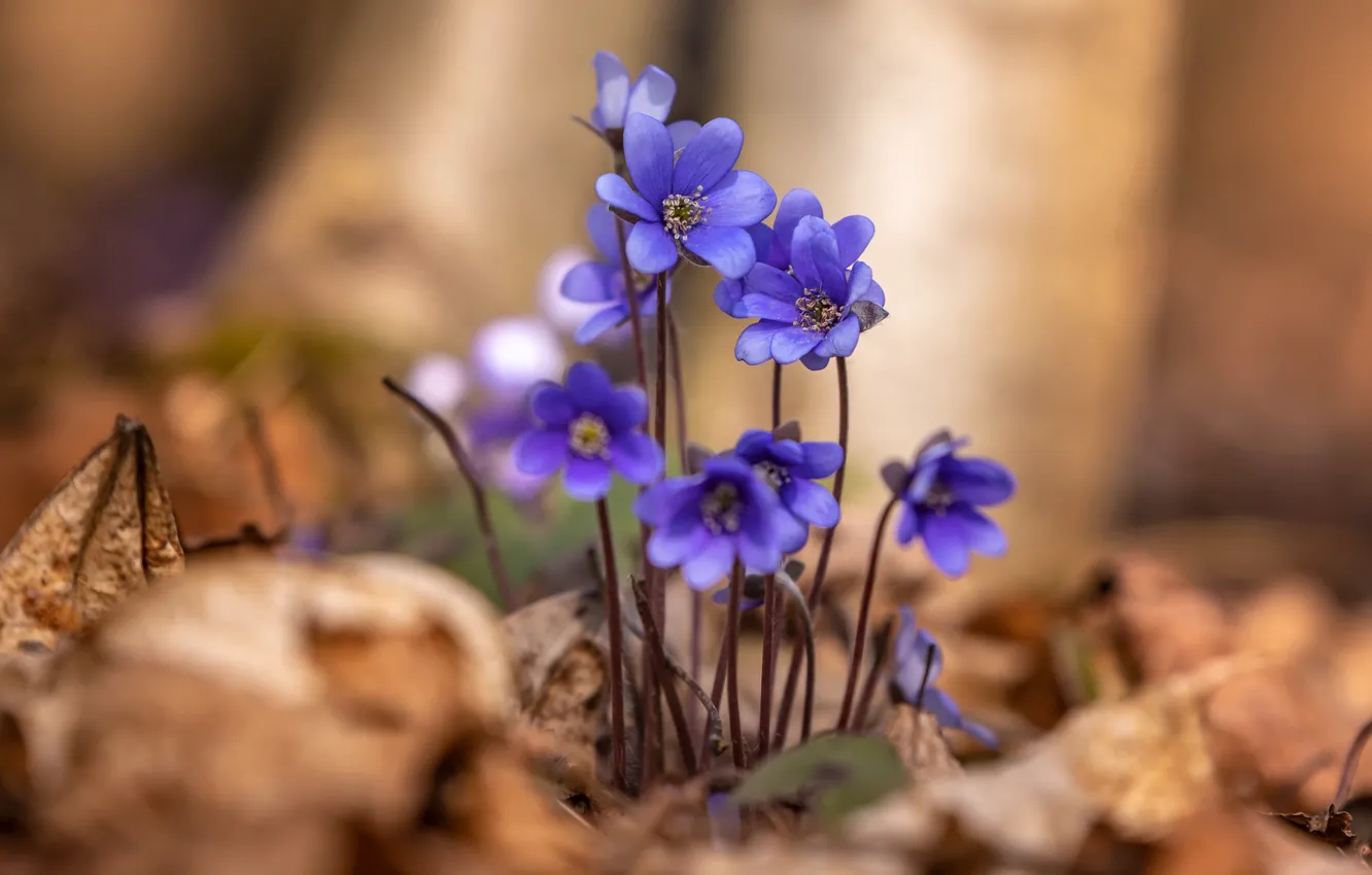 Photo wallpaper flowers, spring, the coppice