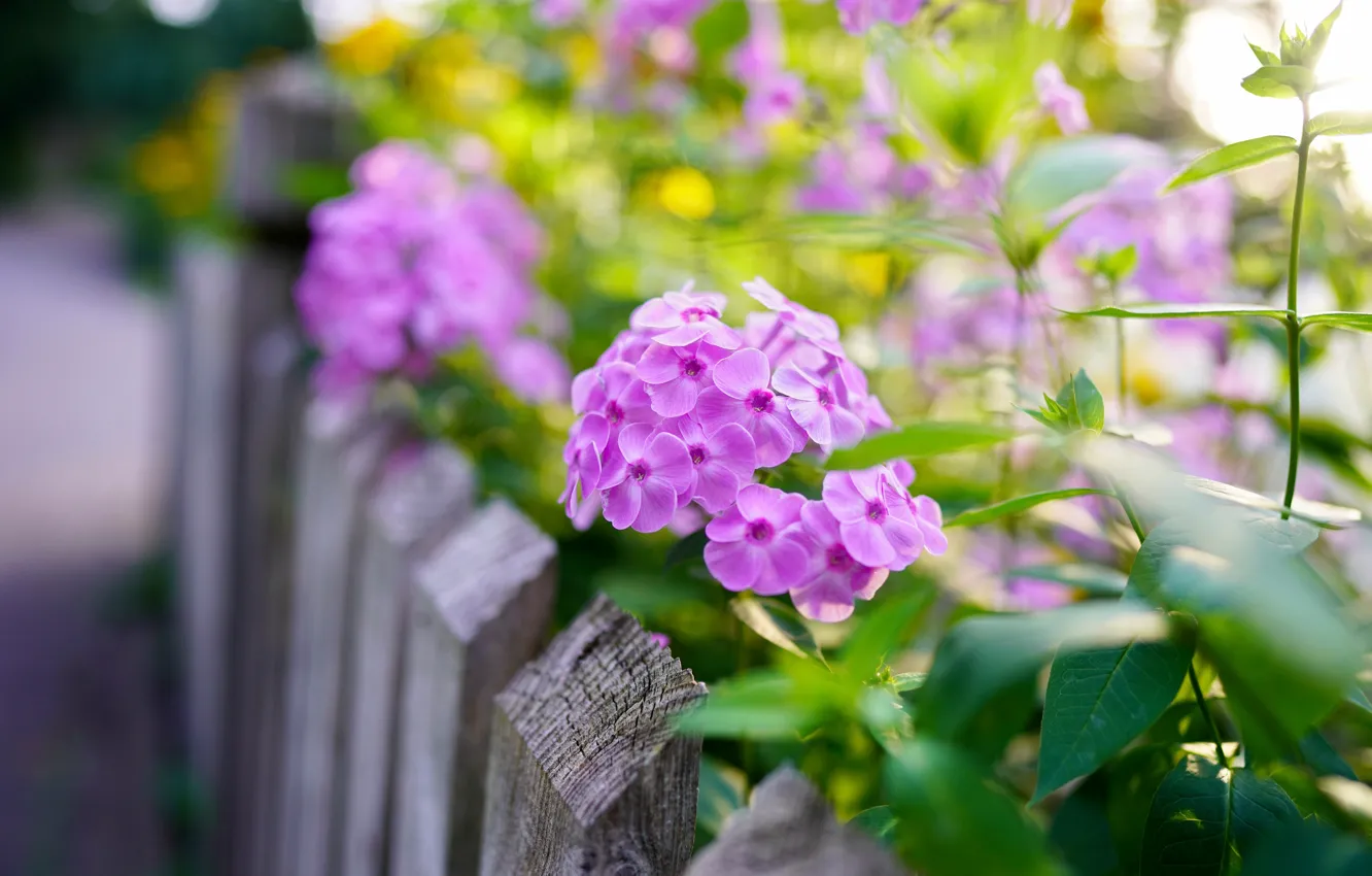 Photo wallpaper leaves, flowers, the fence, blur, garden, pink, flowerbed, bokeh