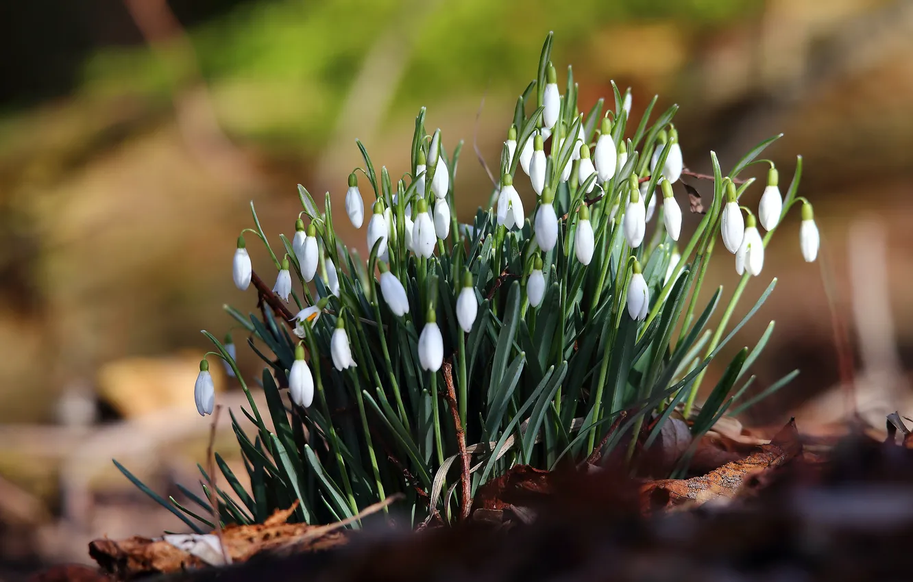 Photo wallpaper flowers, spring, snowdrops, buds