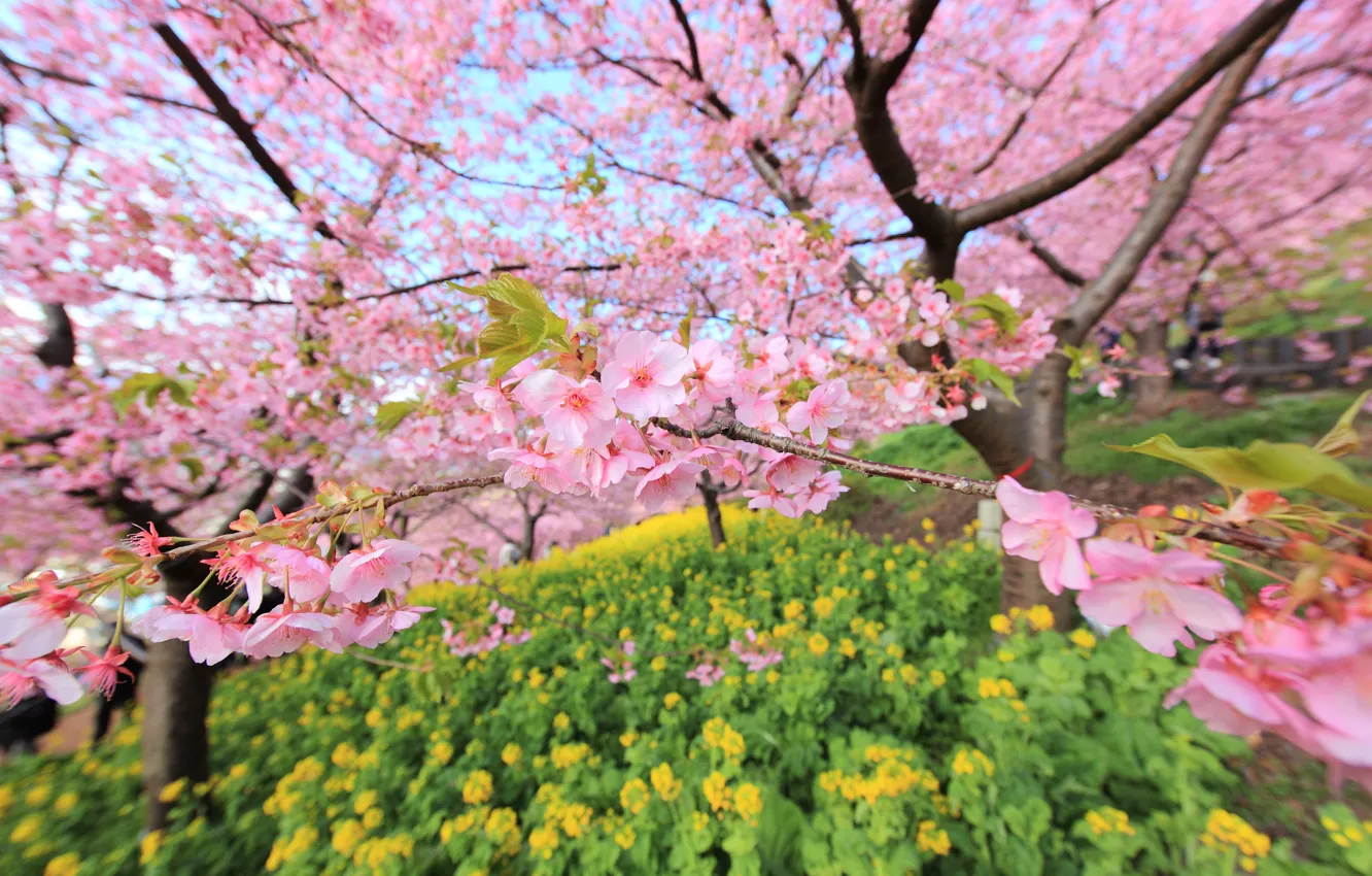 Photo wallpaper trees, branches, Japan, blur, garden, Sakura, flowering