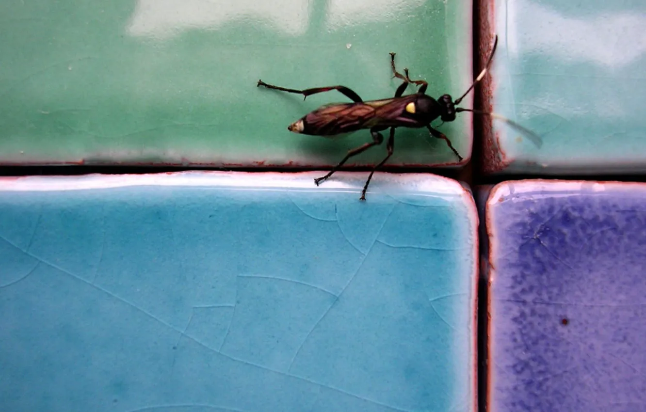 Photo wallpaper tile, cockroach, Beetle