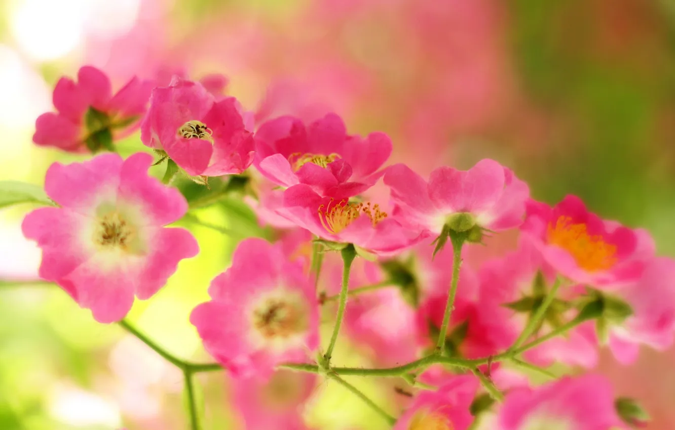 Photo wallpaper greens, flowers, branches, pink