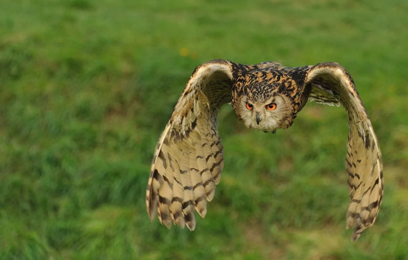 Photo wallpaper owl, owl, wings. flight