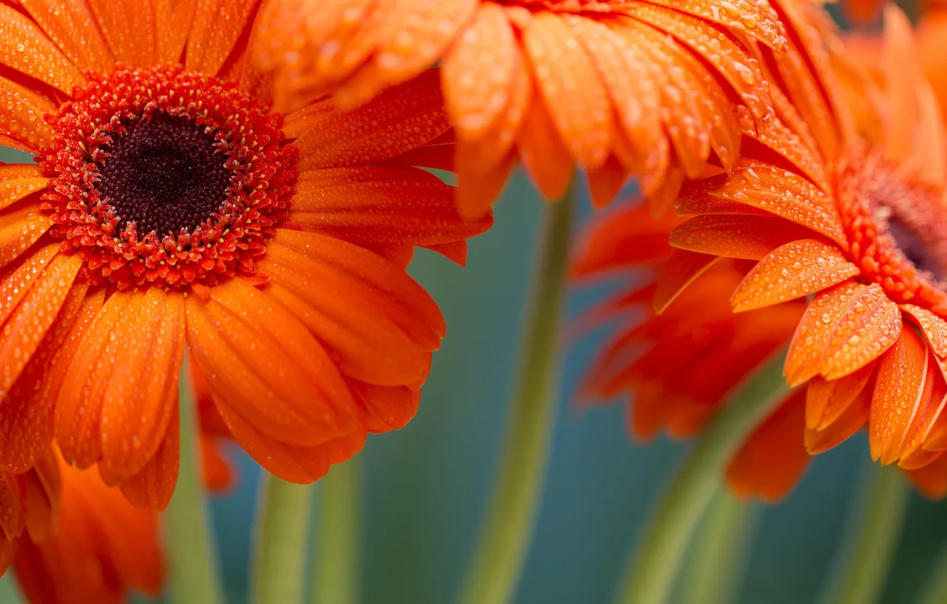Photo wallpaper macro, flowers, gerbera