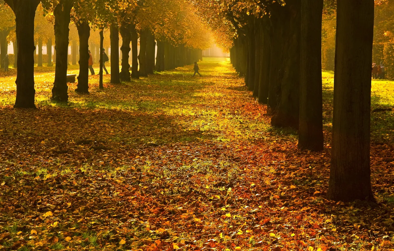 Photo wallpaper autumn, leaves, Park