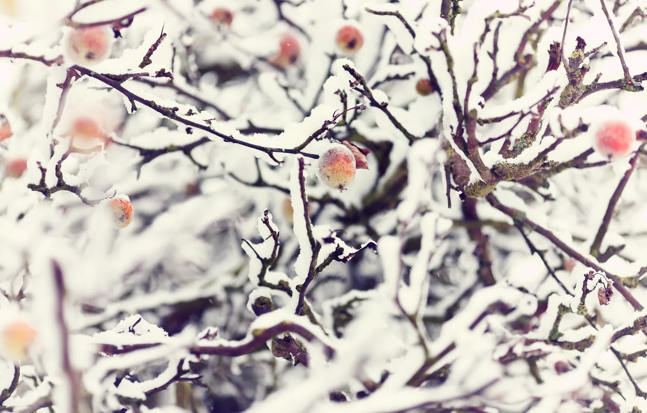 Photo wallpaper winter, snow, branches, nature, apples, Apple