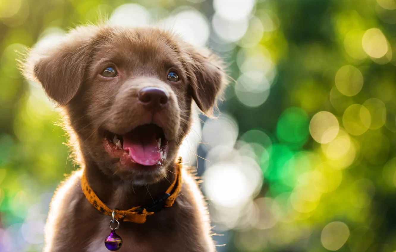 Photo wallpaper sweetheart, puppy, light, Labrador, puppy, dog, bokeh, cute