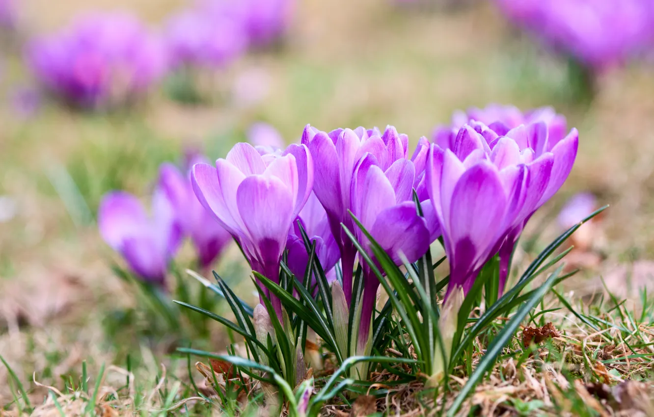 Photo wallpaper flowers, spring, crocuses, violet, Crocuses