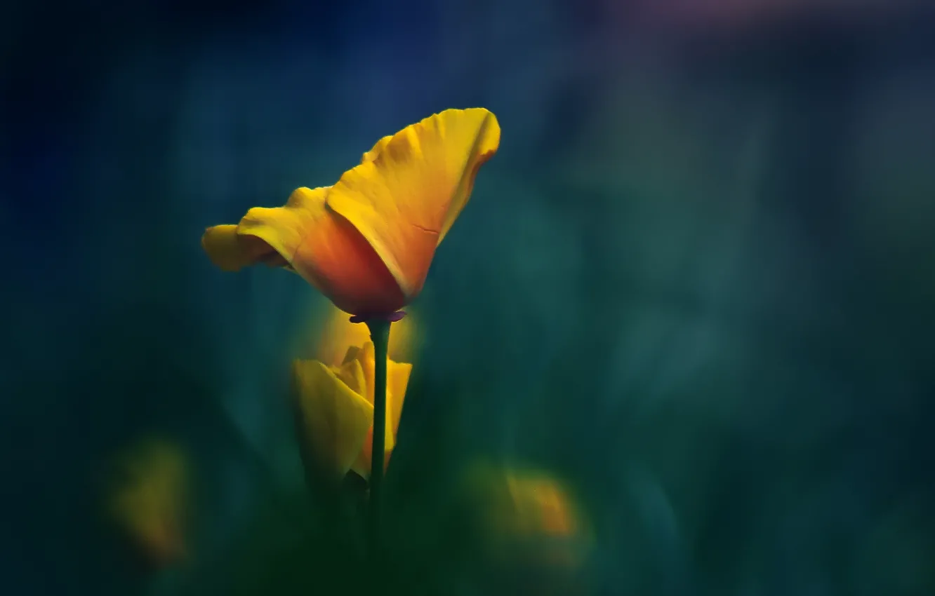 Photo wallpaper flower, macro, yellow, background, stem