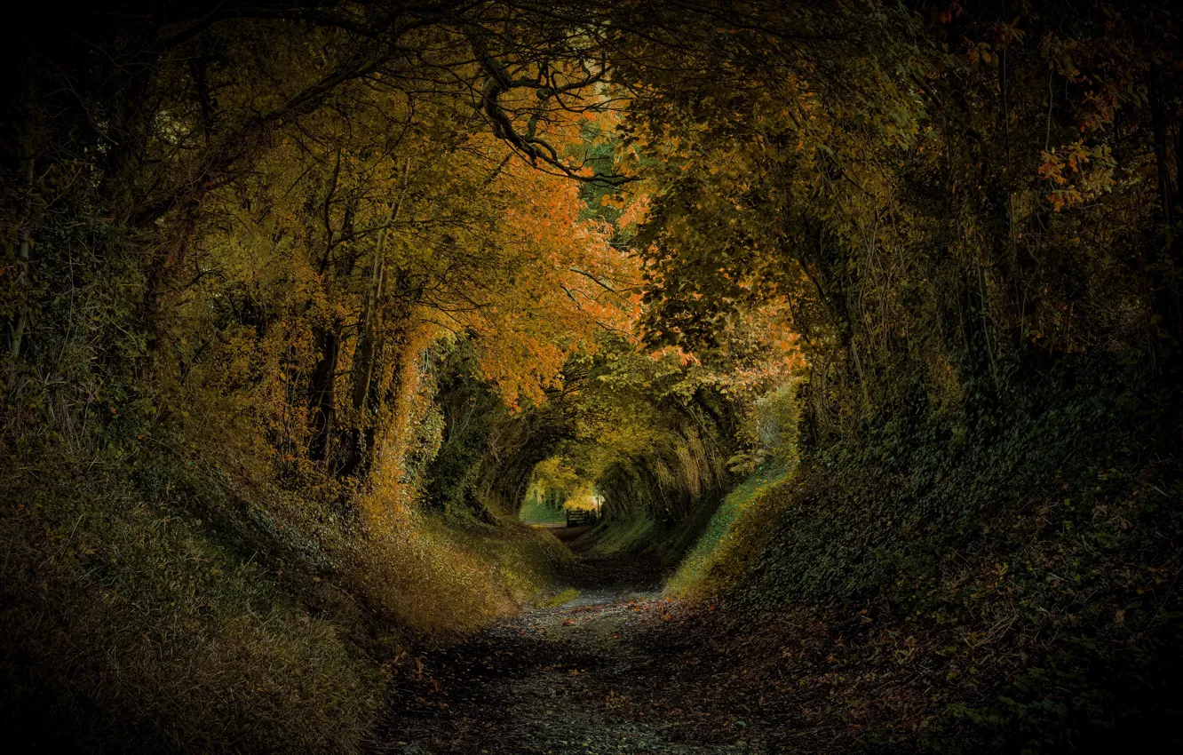 Photo wallpaper trees, Park, England, slope, the tunnel, United Kingdom, Halnaker