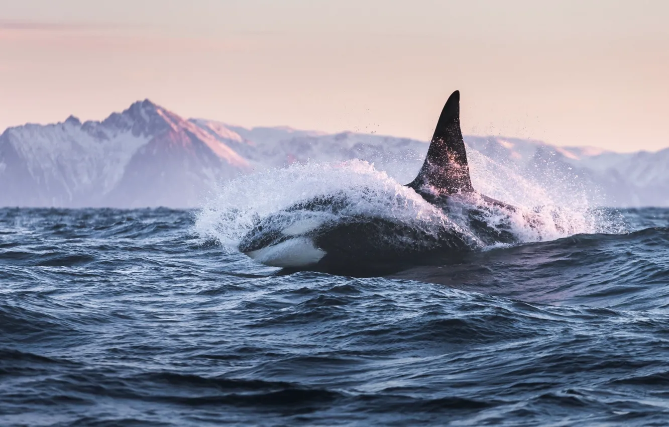 Photo wallpaper kit, the whale killer, orca
