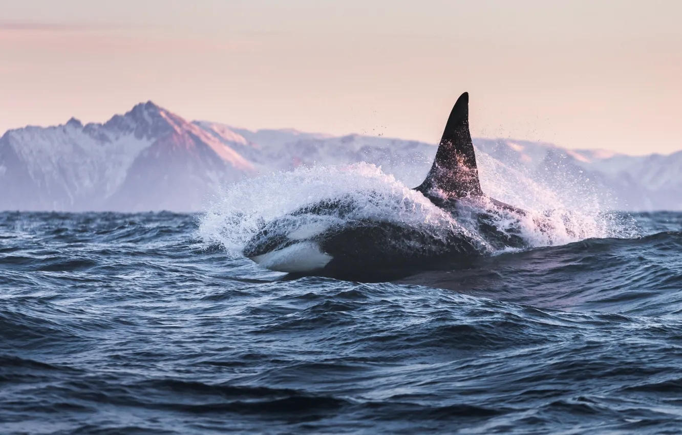 Photo wallpaper kit, orca, the whale killer