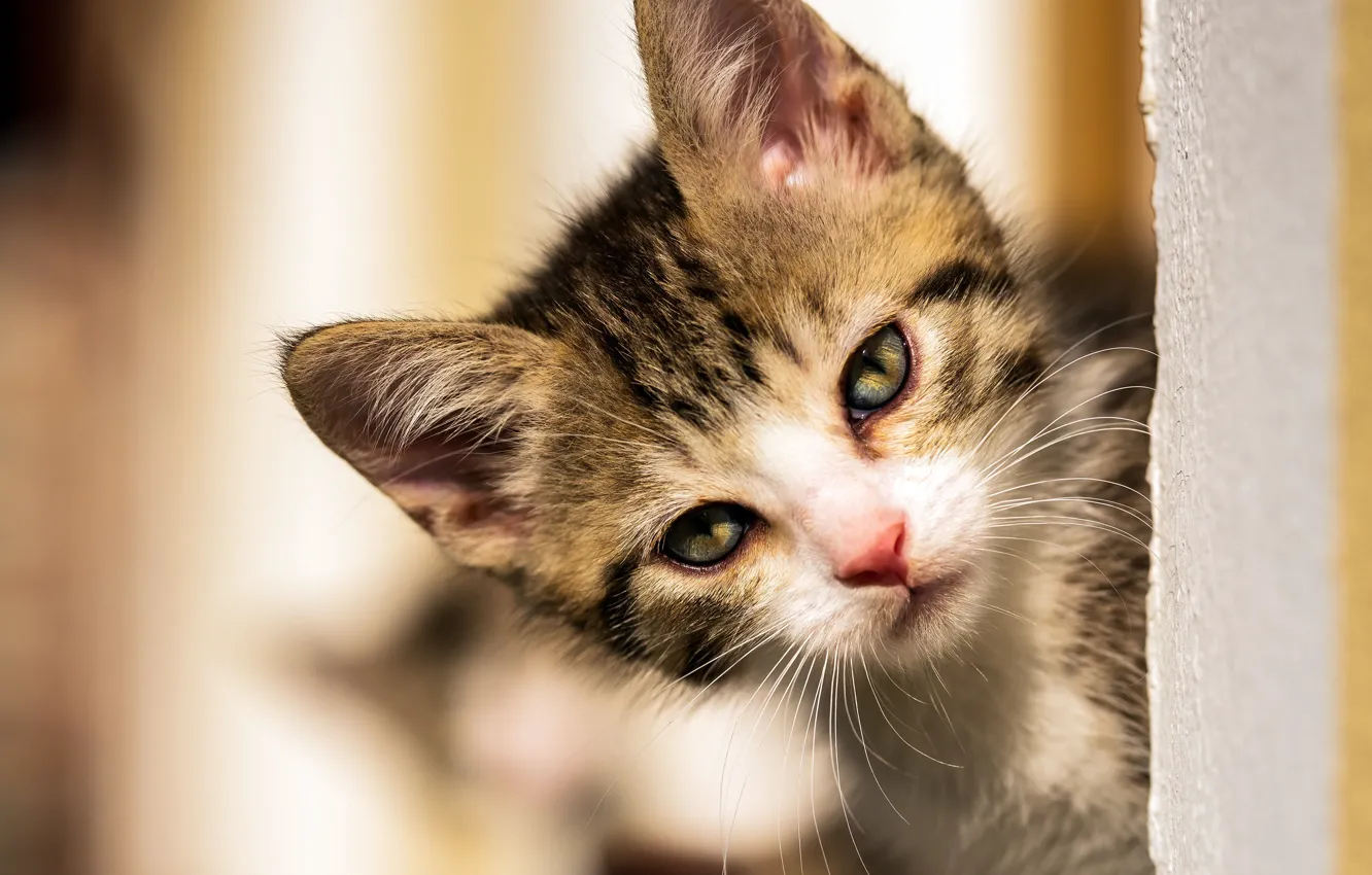 Photo wallpaper cat, look, light, pose, wall, kitty, face, striped