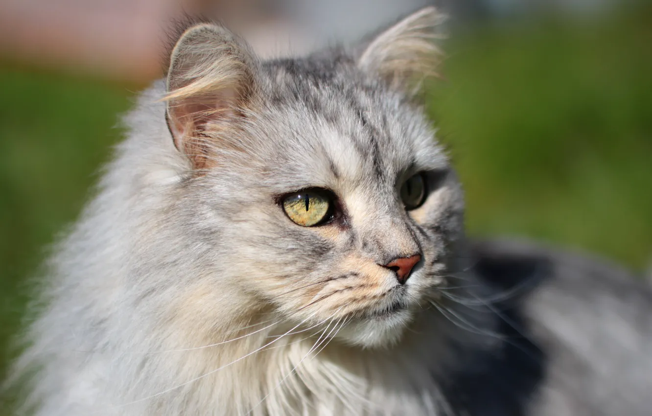 Photo wallpaper cat, cat, look, face, light, portrait, grey, fluffy