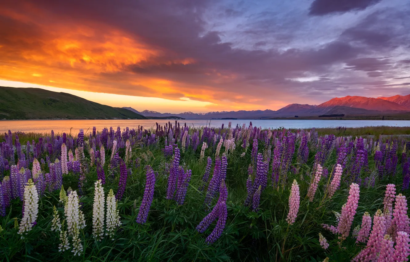 Photo wallpaper clouds, flowers, the evening, lupins